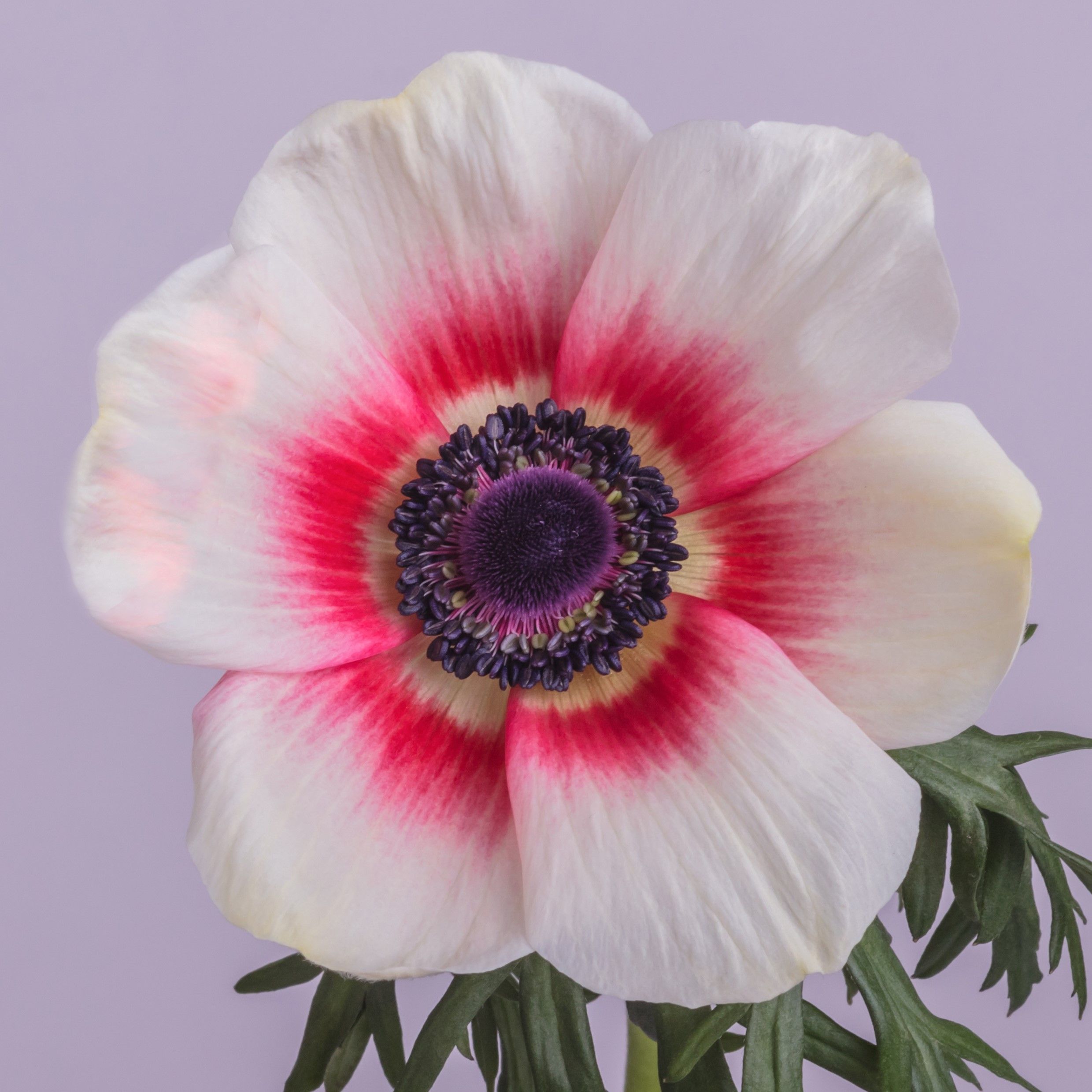 Anemone Bicolor Red