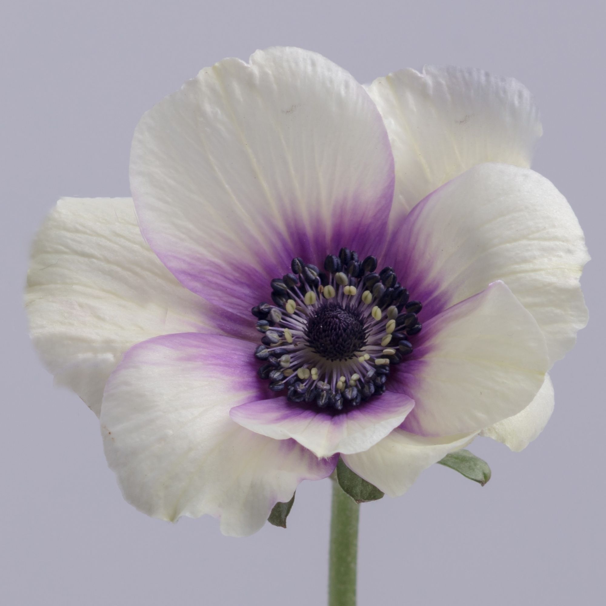 Anemone Bicolor Viola