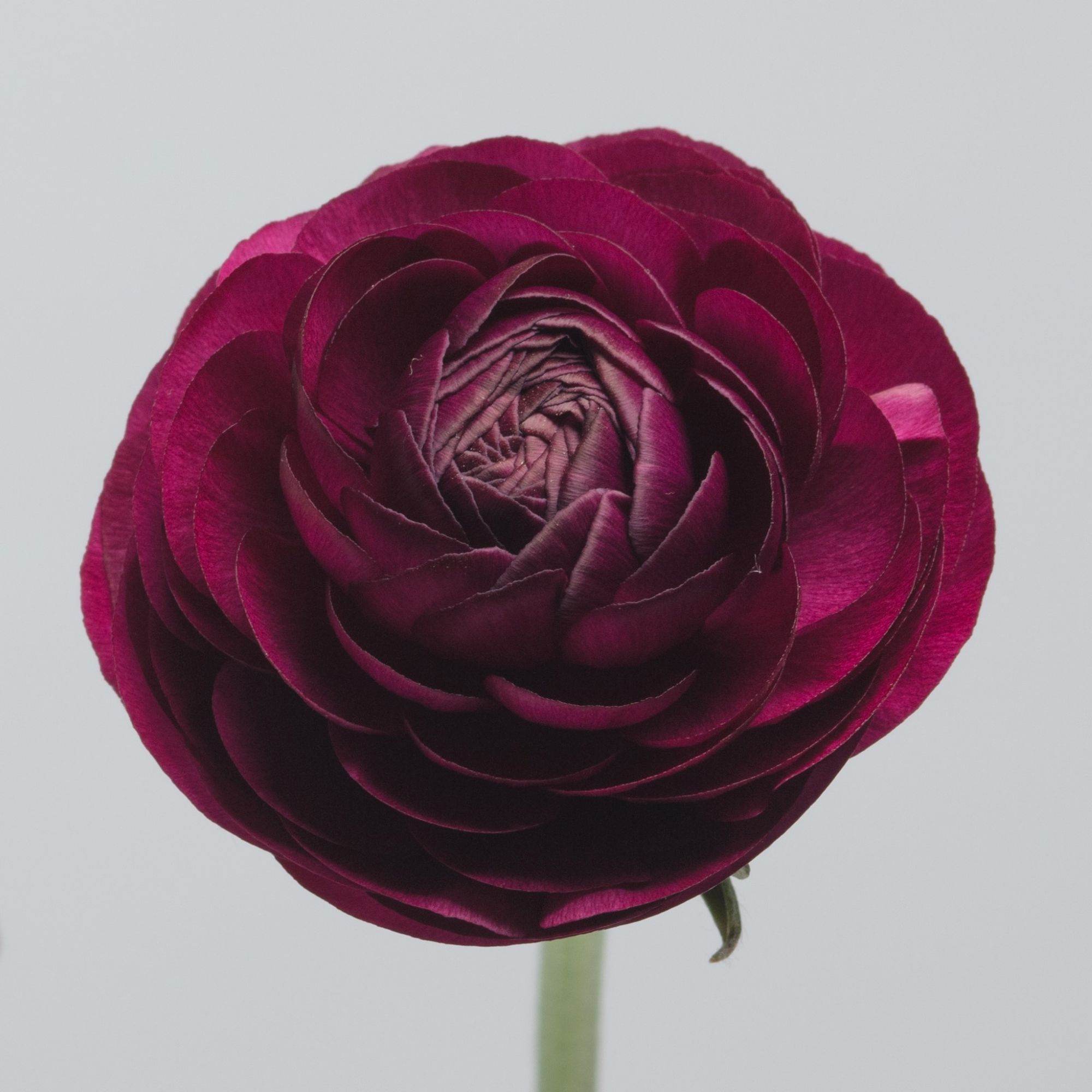 Ranunculus Violet
