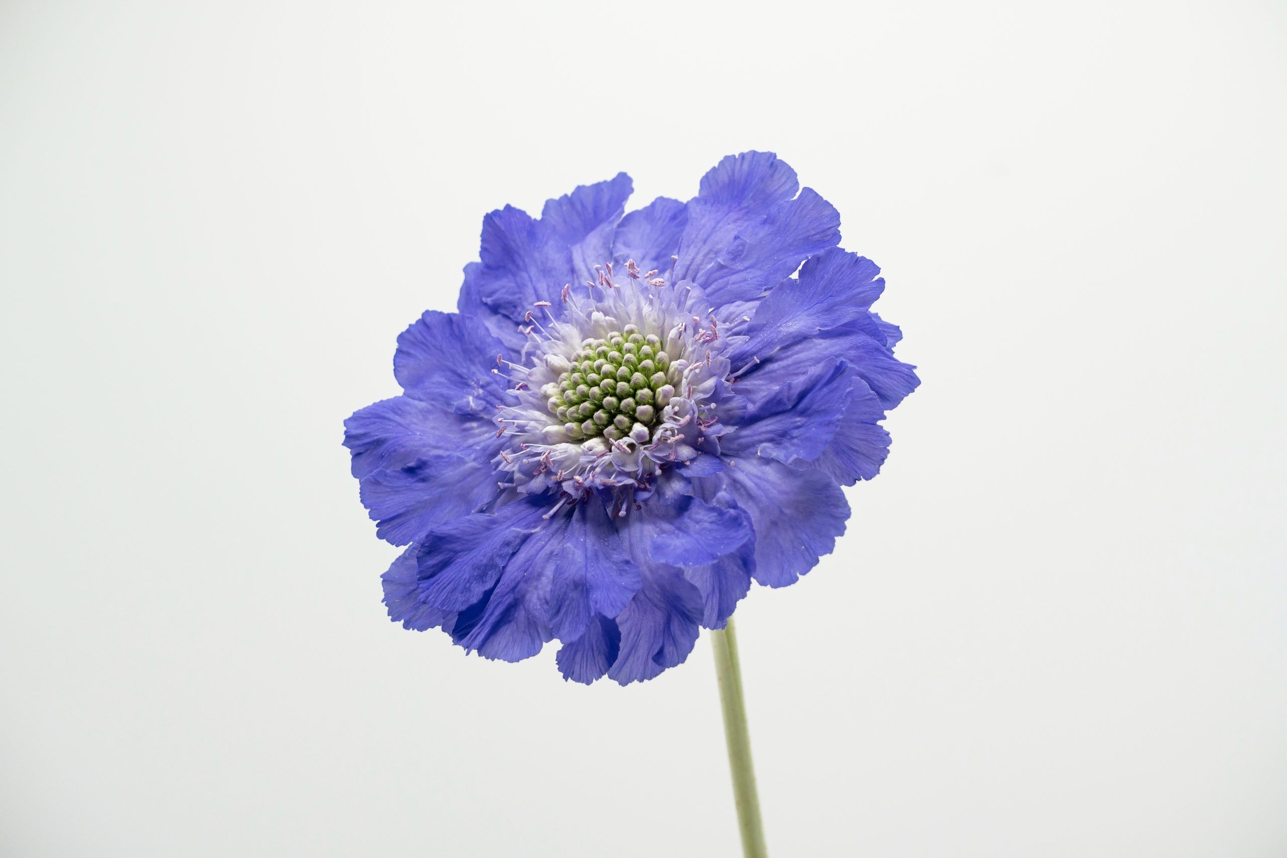 https://www.agricolaelchaupi.com/wp-content/uploads/2025/12/FAMA-DEEP-BLUE-scaled.jpg