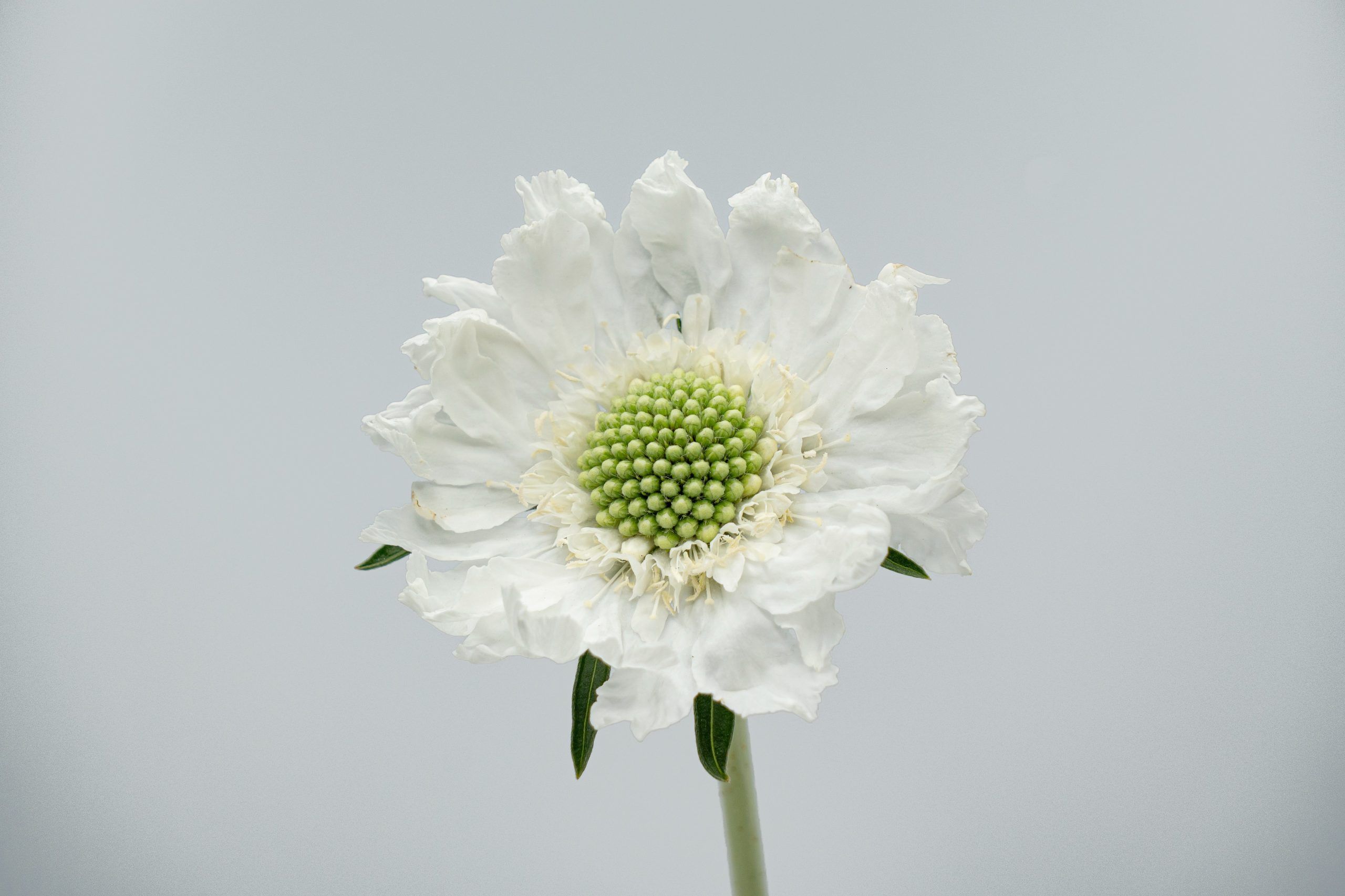 https://www.agricolaelchaupi.com/wp-content/uploads/2025/12/FAMA-WHITE-scaled.jpg