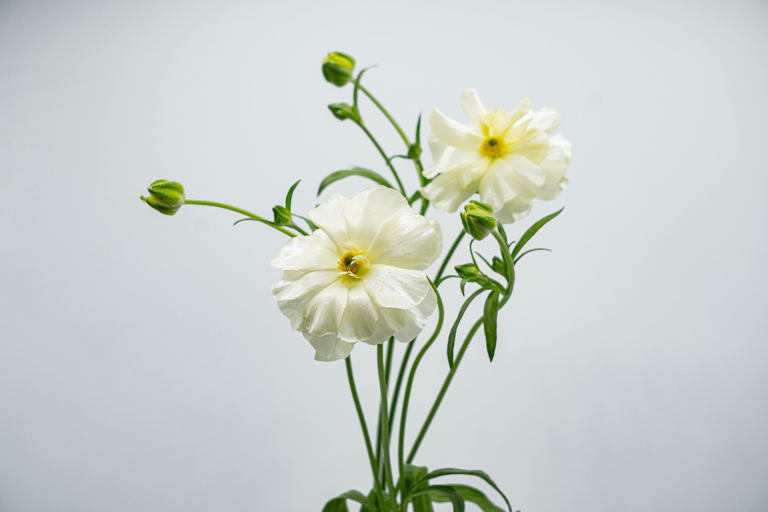 https://www.agricolaelchaupi.com/wp-content/uploads/2025/12/GRACES-scaled.jpg