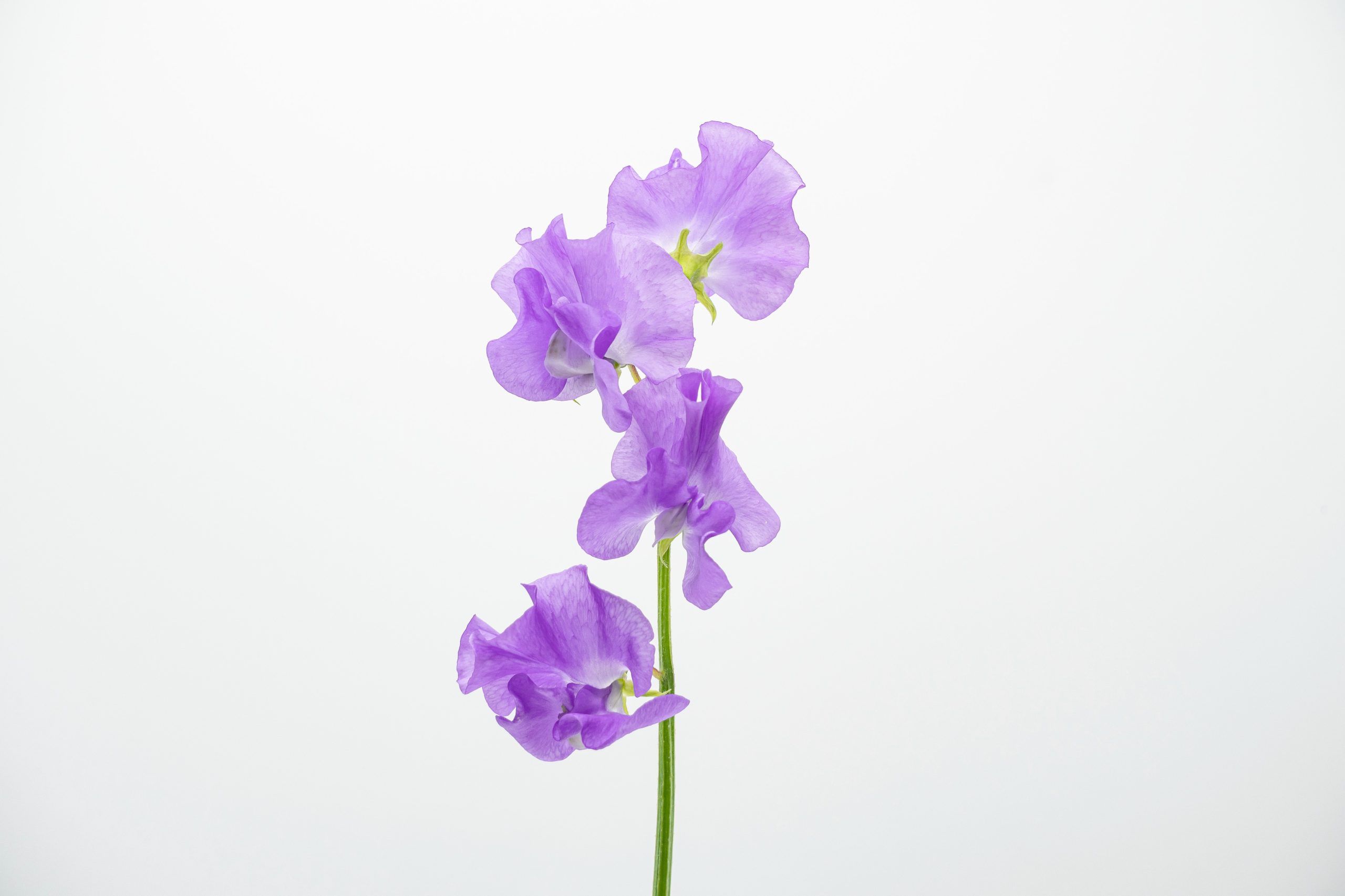 https://www.agricolaelchaupi.com/wp-content/uploads/2025/12/LAVENDER-scaled.jpg