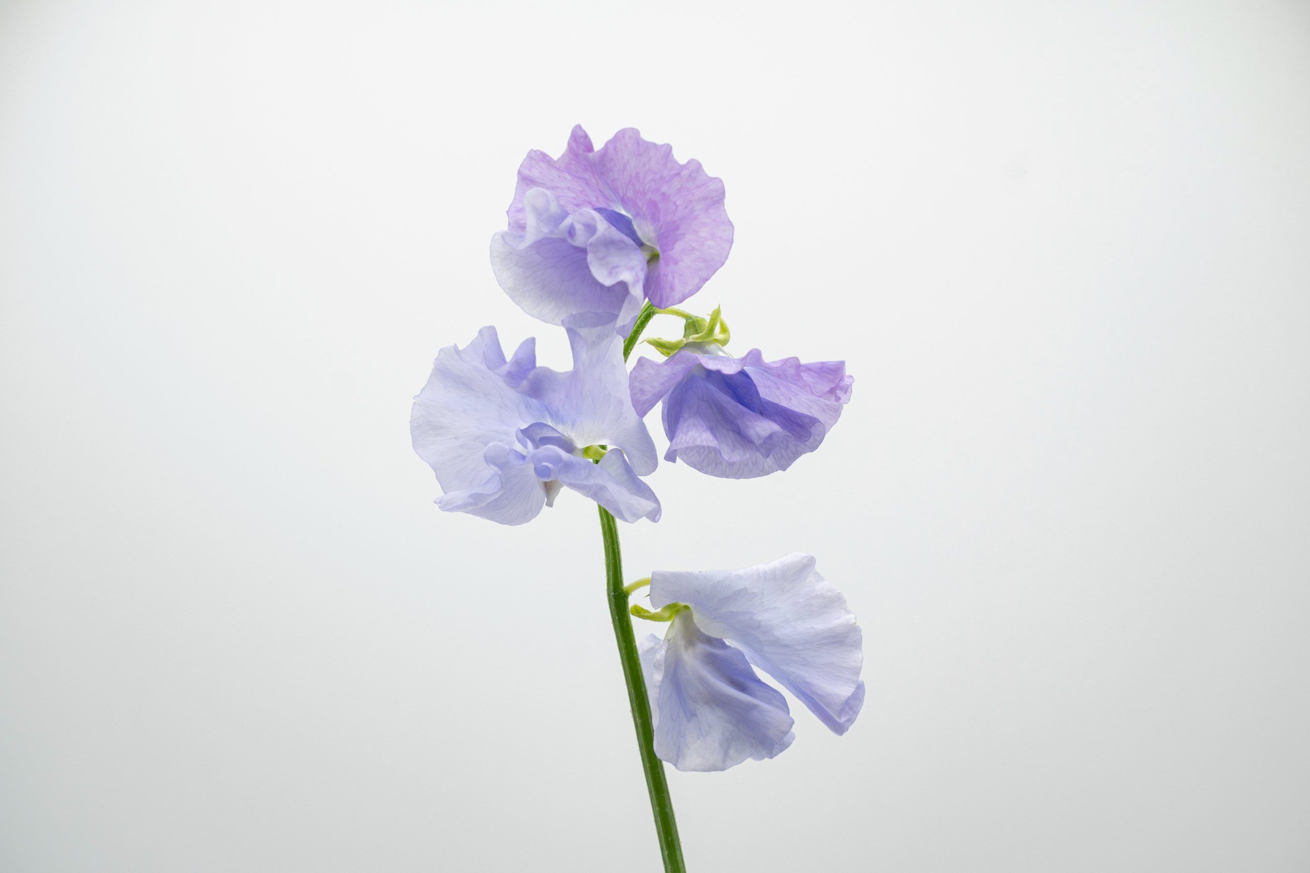 https://www.agricolaelchaupi.com/wp-content/uploads/2025/12/LILAC-scaled.jpg