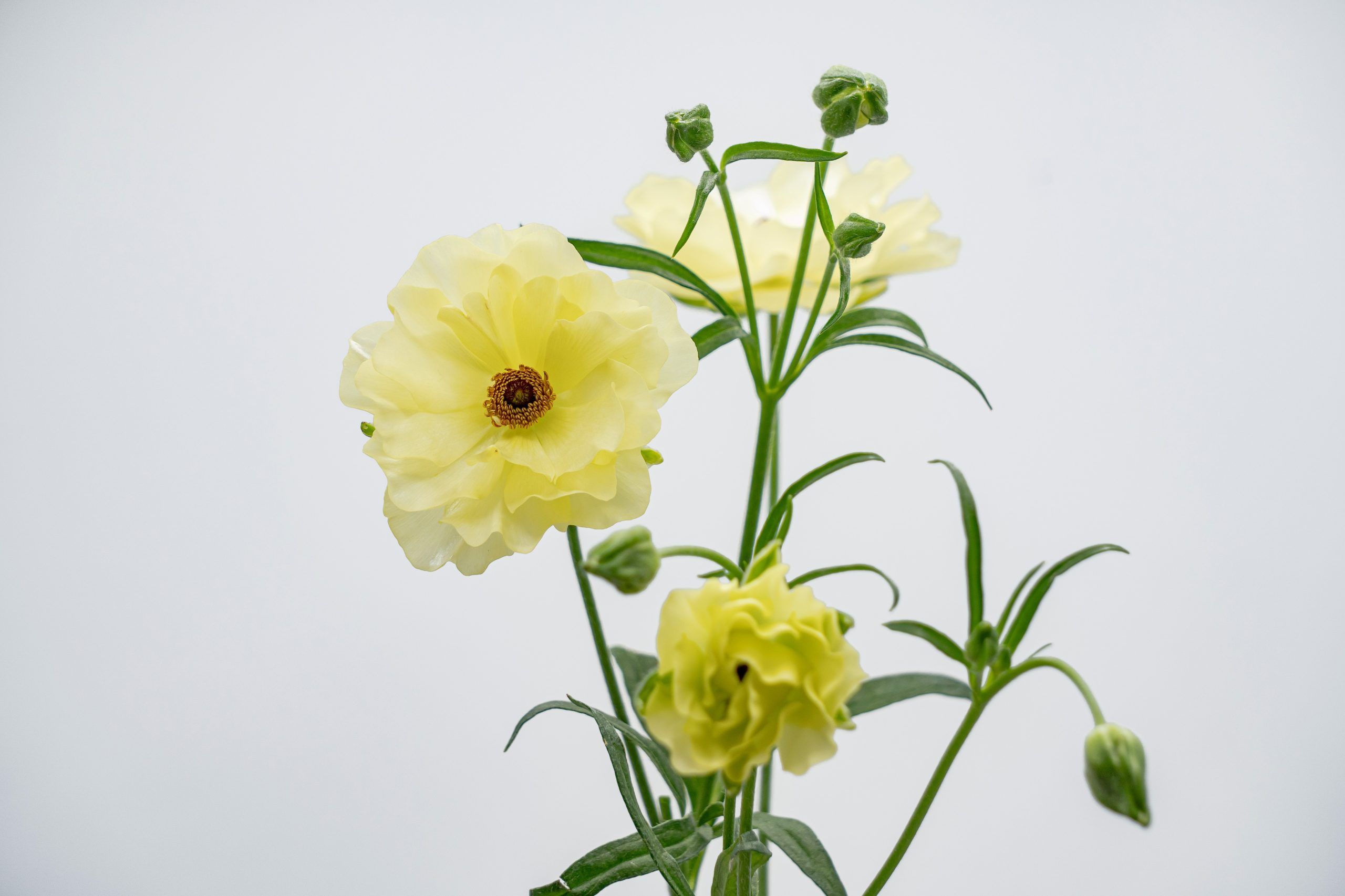 https://www.agricolaelchaupi.com/wp-content/uploads/2025/12/LITAI-scaled.jpg