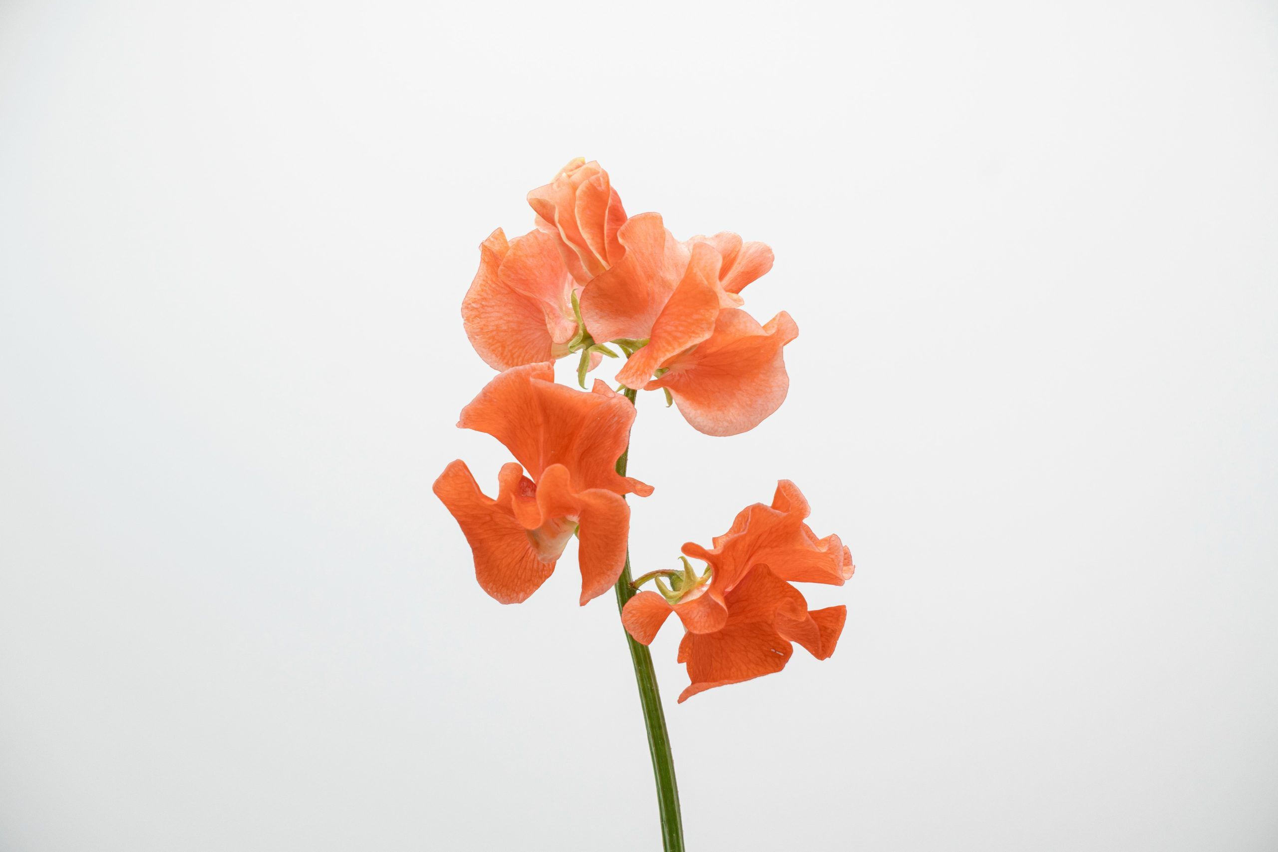 https://www.agricolaelchaupi.com/wp-content/uploads/2025/12/ORANGE-scaled.jpg