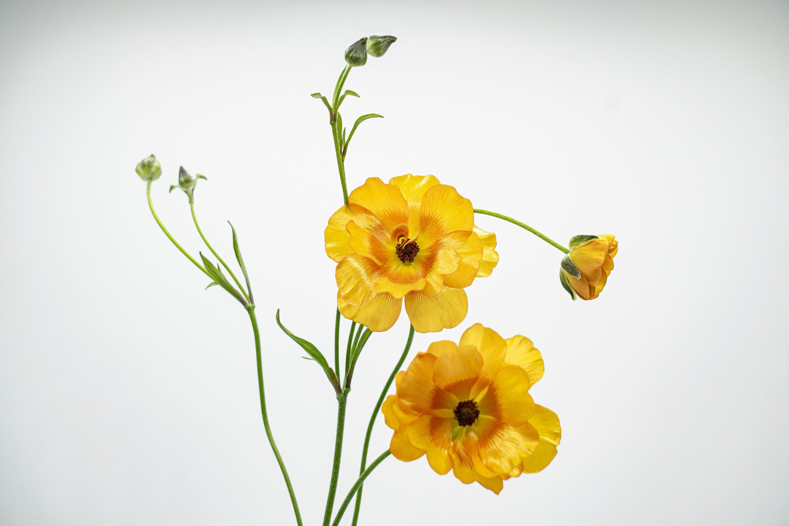 https://www.agricolaelchaupi.com/wp-content/uploads/2025/12/PHOSPHORUS-scaled.jpg