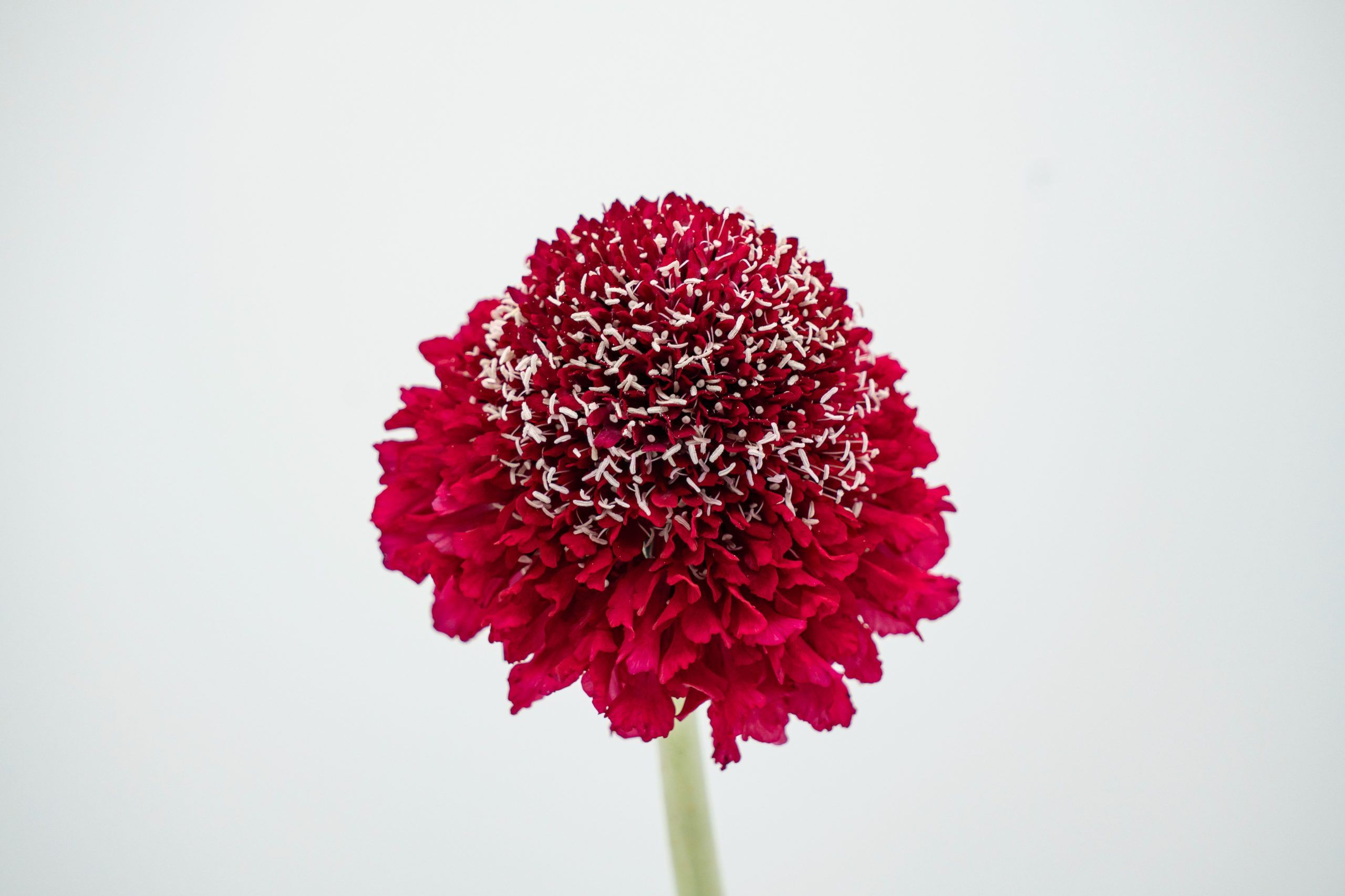https://www.agricolaelchaupi.com/wp-content/uploads/2025/12/RED-APPLE-scaled.jpg