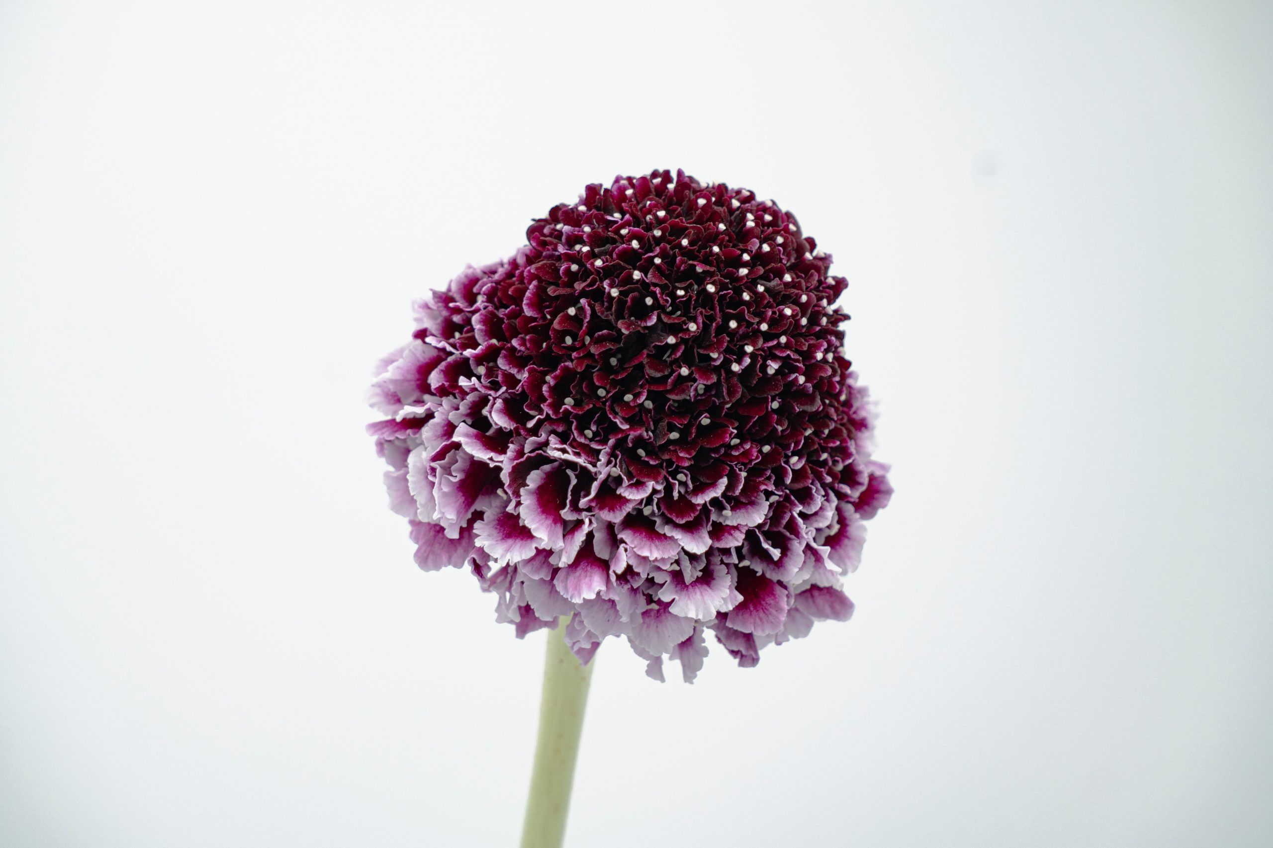 https://www.agricolaelchaupi.com/wp-content/uploads/2025/12/SWEET-CHERRY-scaled.jpg