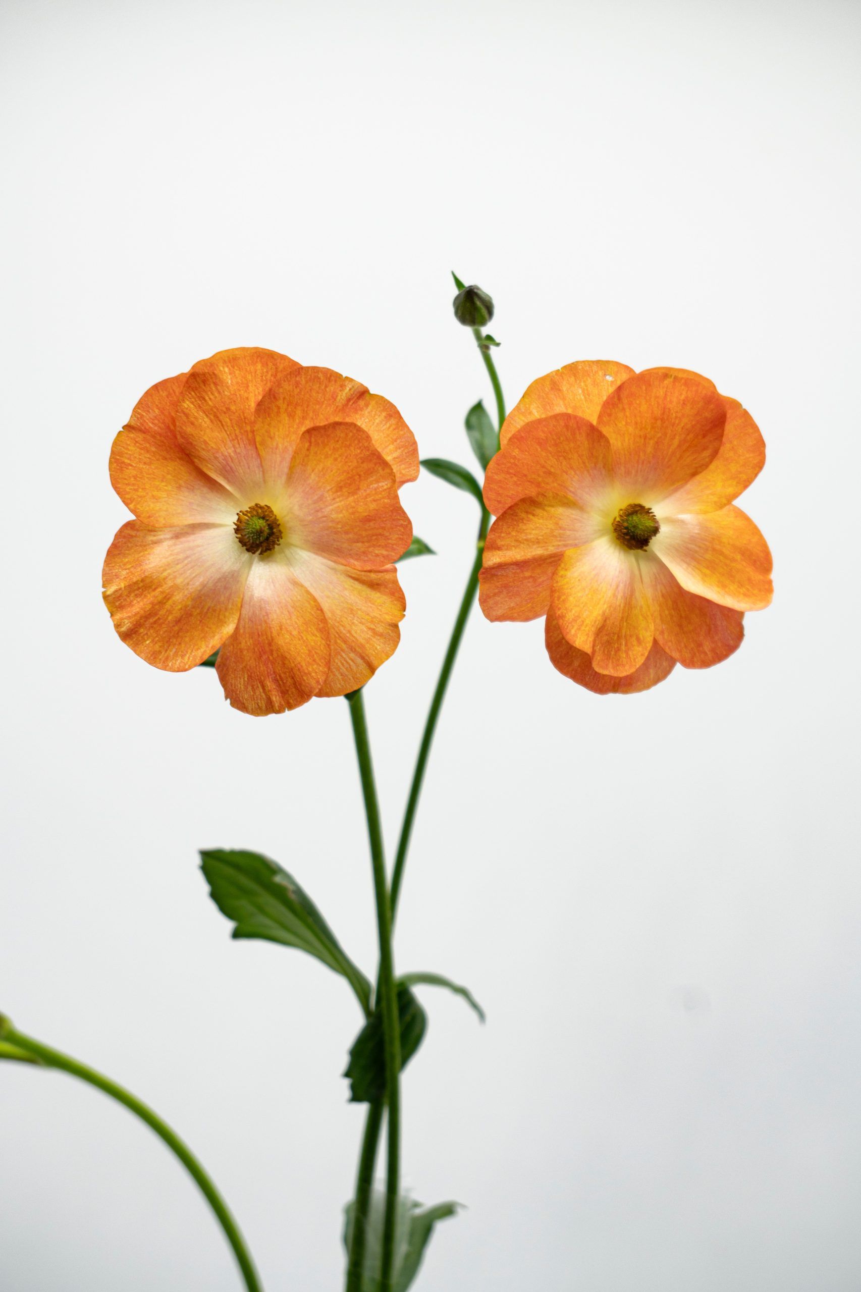 https://www.agricolaelchaupi.com/wp-content/uploads/2025/12/TANGERINE-scaled.jpg