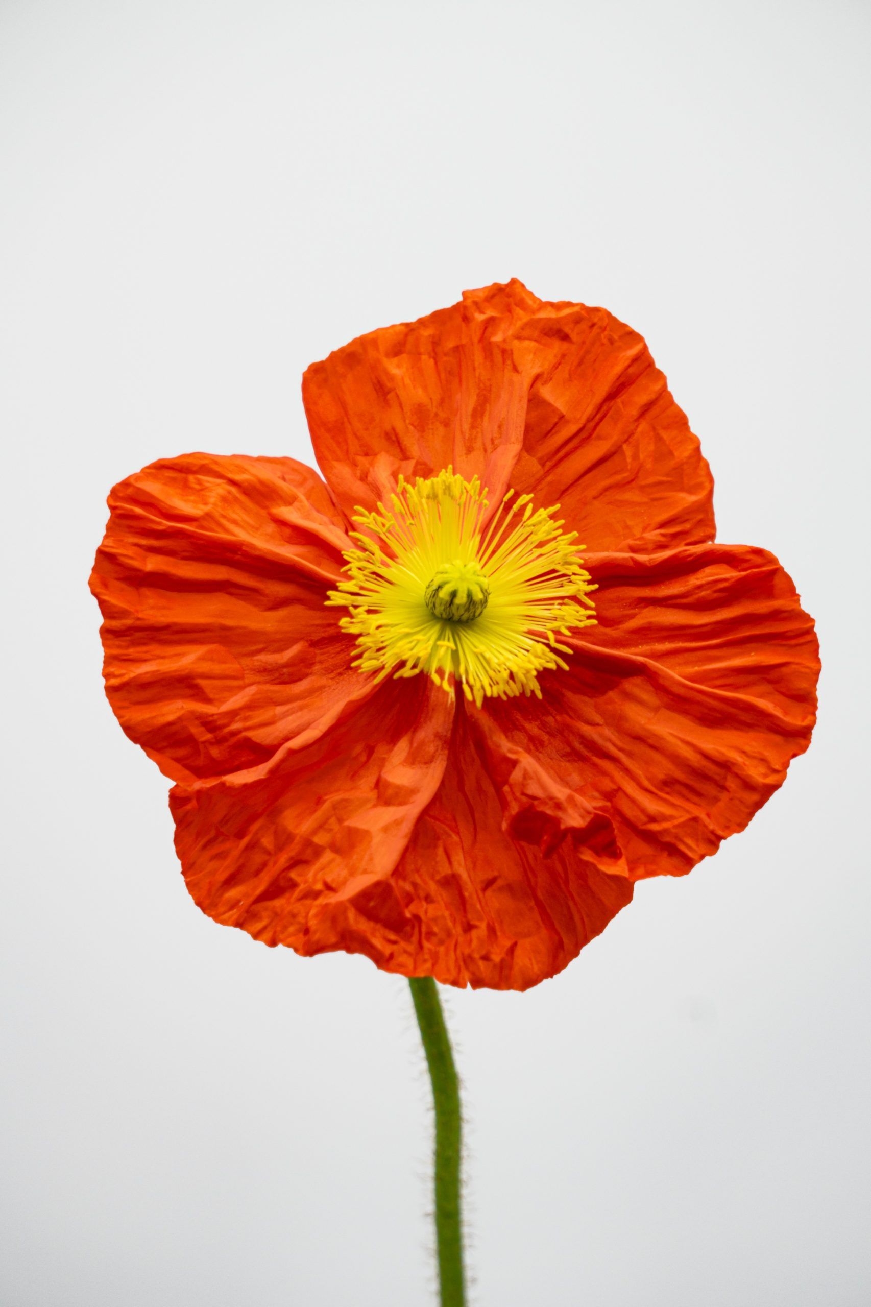 https://www.agricolaelchaupi.com/wp-content/uploads/2025/12/poppies_ORANGE-scaled.jpg
