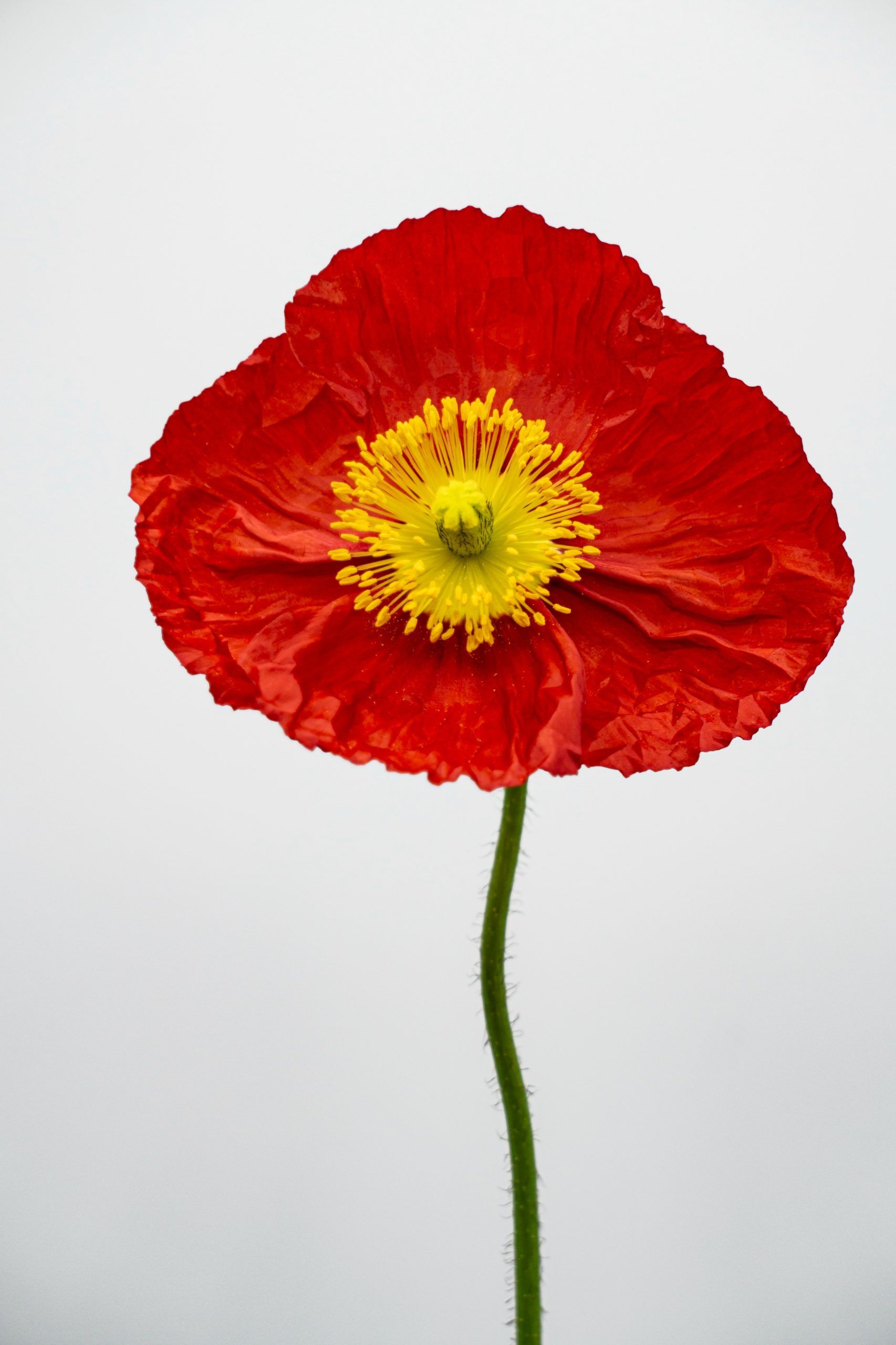 https://www.agricolaelchaupi.com/wp-content/uploads/2025/12/poppies_SCARLET-scaled.jpg