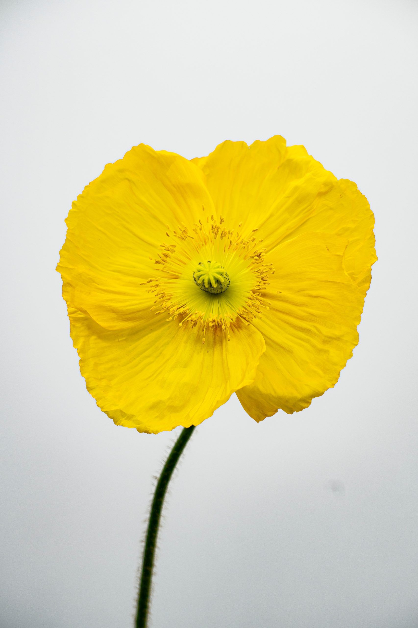 https://www.agricolaelchaupi.com/wp-content/uploads/2025/12/poppies_YELLOW-scaled.jpg