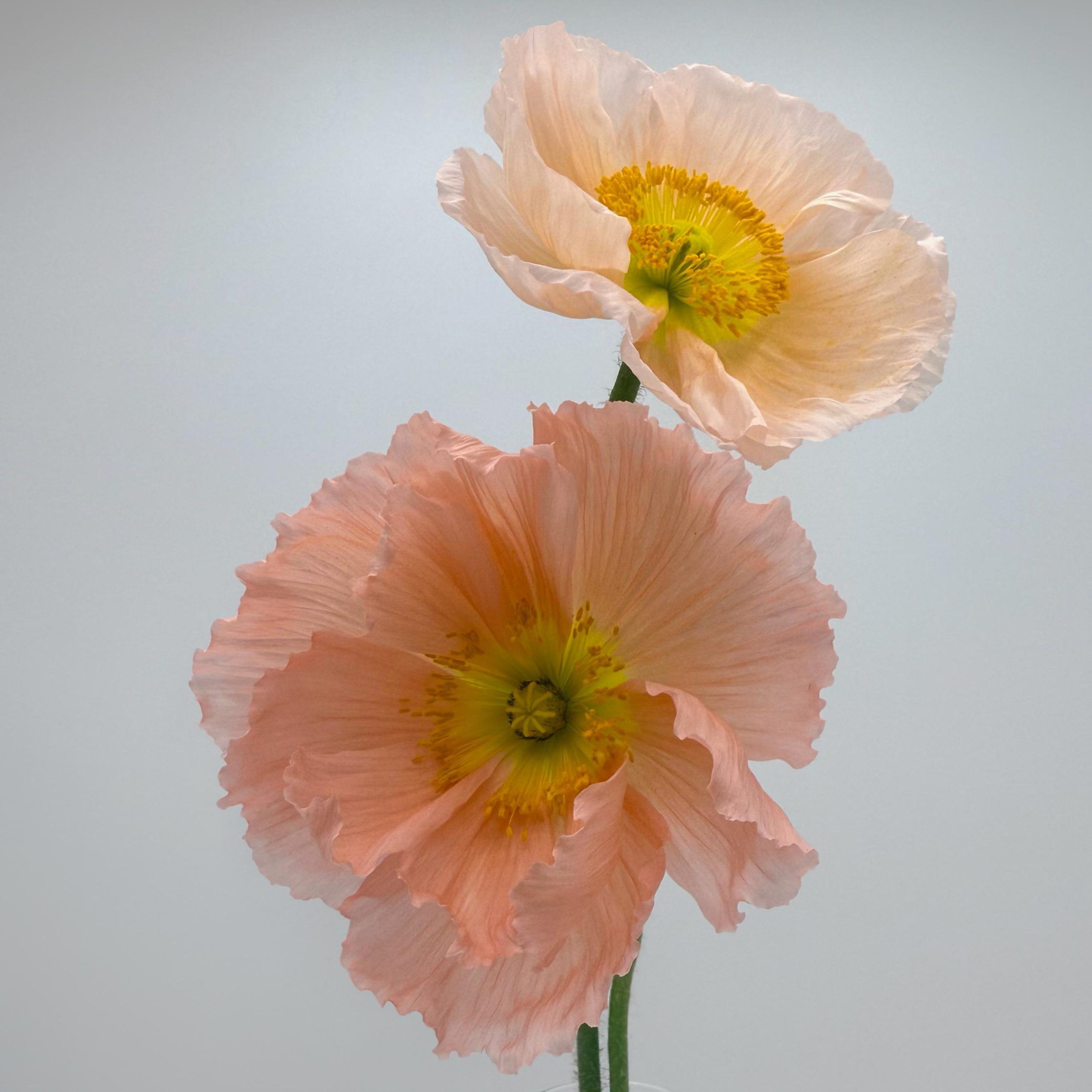 https://www.agricolaelchaupi.com/wp-content/uploads/2026/01/ROSA-CHIARO-scaled.jpeg