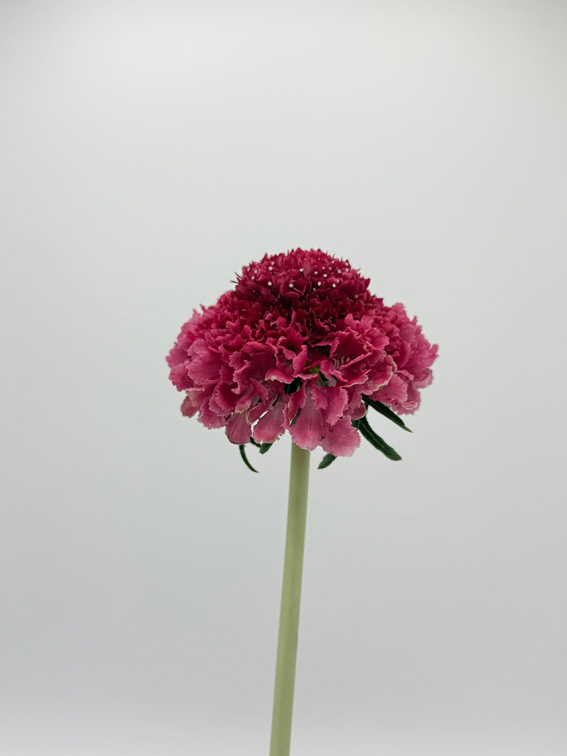https://www.agricolaelchaupi.com/wp-content/uploads/2026/03/Dark_Cherry-scaled.jpg